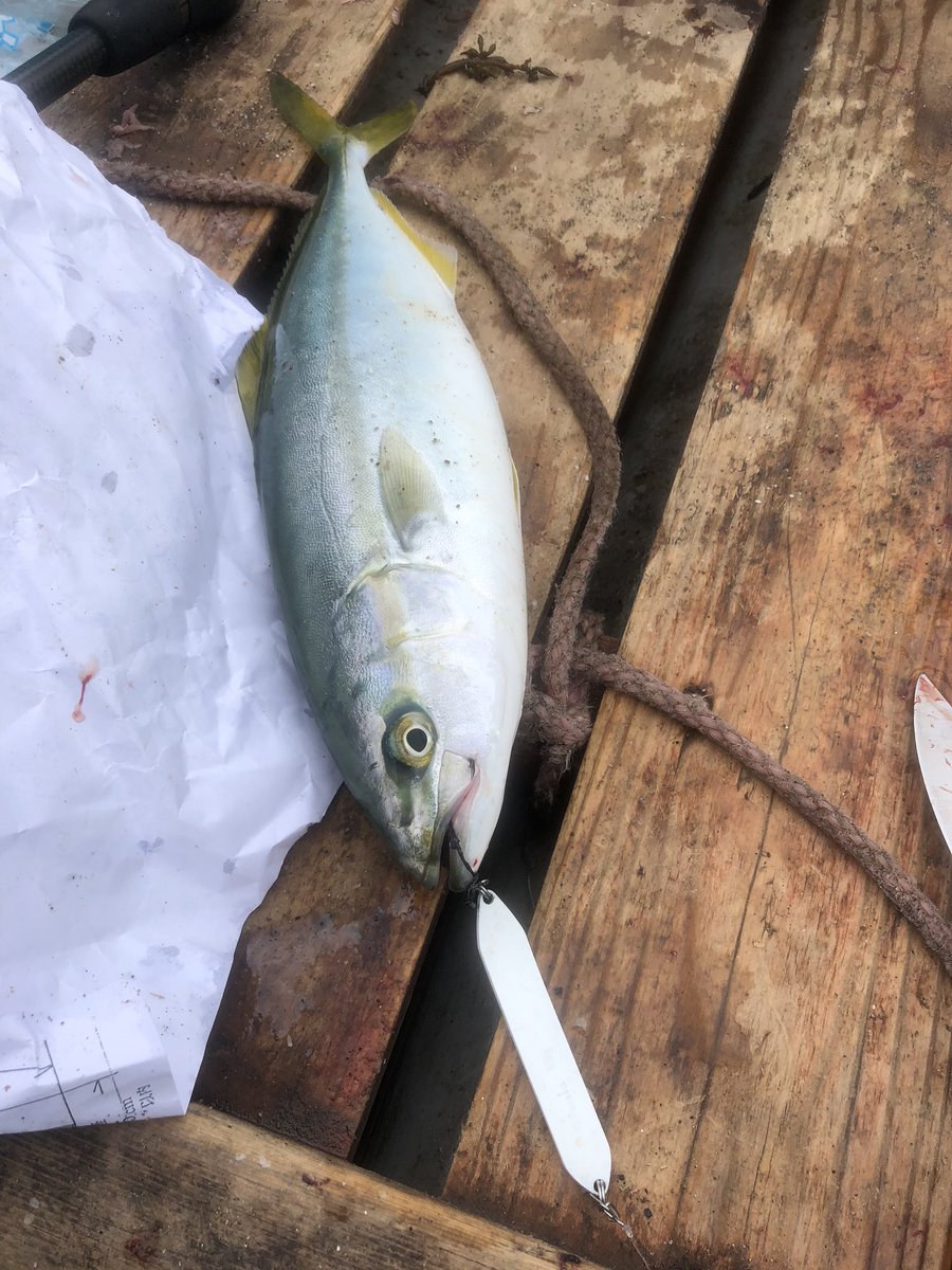 fishingintokyo's tweet photo. 葉山でワカシがこんもり釣れました。 https://t.co/RUdOj01WFs