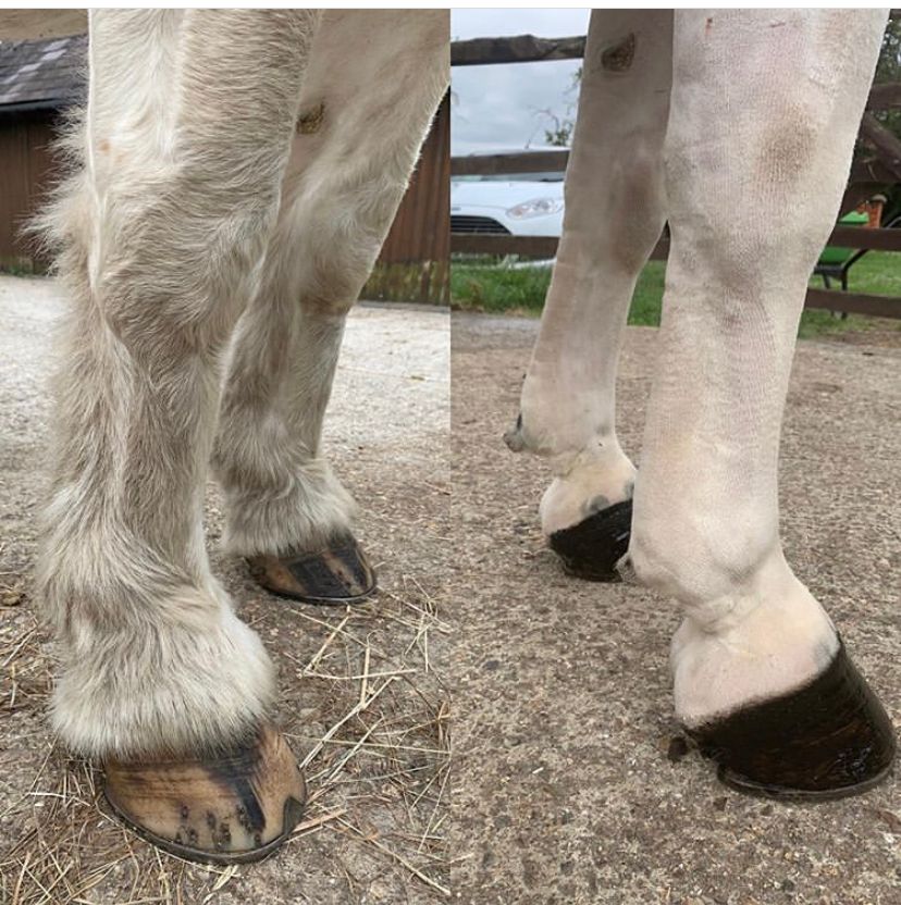 Clippersharp's tweet image. What a transformation from @jessicafoxequine ✨She used her fave Black Beauty @liveryman_ clippers &amp;amp; @smart_grooming Hoof Shine for a smart finish 💅🏼 #smartgrooming #equine #freelancegroom #horseblogger #britishgroomassociation #bga #horseclipping #equine #equestrianblogger