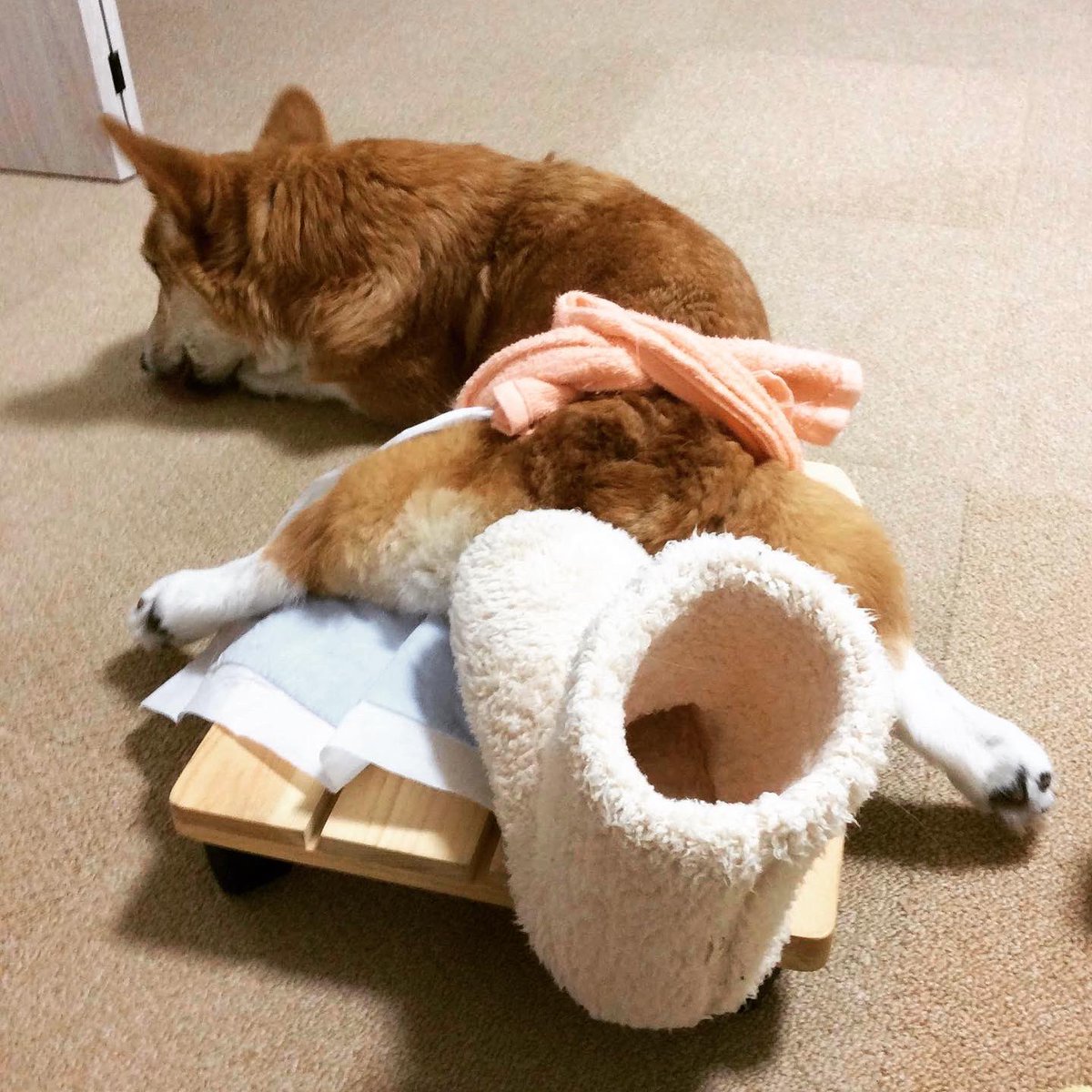 ハッチ 今もdm 変性性脊髄症 と戦ってるコギさんへ 室内用簡易車椅子の作り方をイラストにしてみました 世界のコギさんが幸せになりますように コーギー Dmコーギー 変性性脊髄症 車椅子犬 手作り車椅子 Corgi