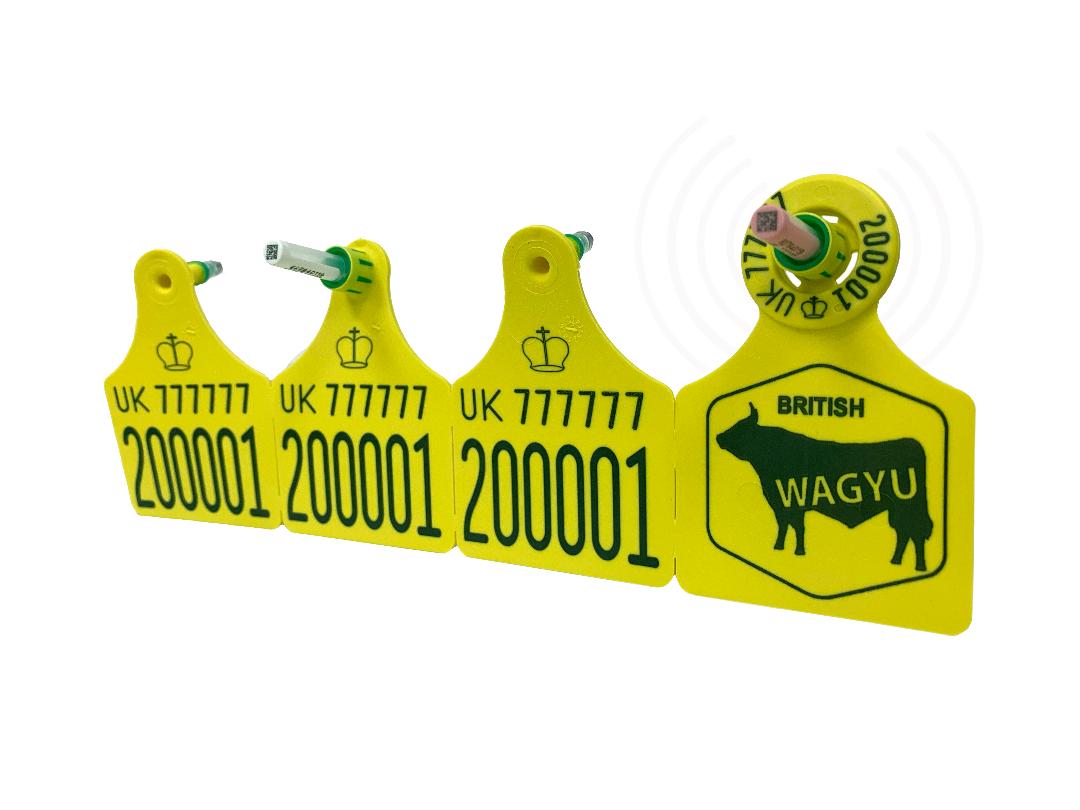 BritishWagyu's tweet photo. New British Wagyu-branded tag from Caisley. Different combos of EID, DNA &amp; BVD available to order as part of the British Wagyu Assured scheme. Full details on https://t.co/7mDDu1PNKt https://t.co/NiKp6L6gfp