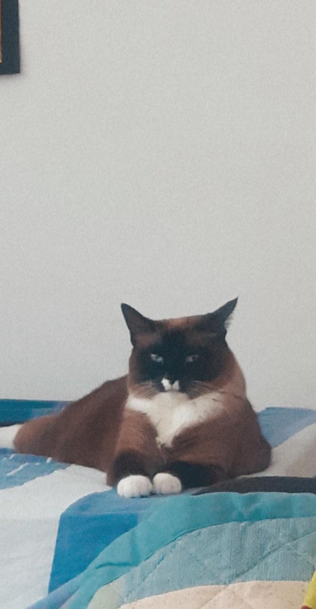 ivanricoo_'s tweet photo. Con todo el fumadote va la mishi🦘🐈 #tusmuertos https://t.co/CiEil8mhUX