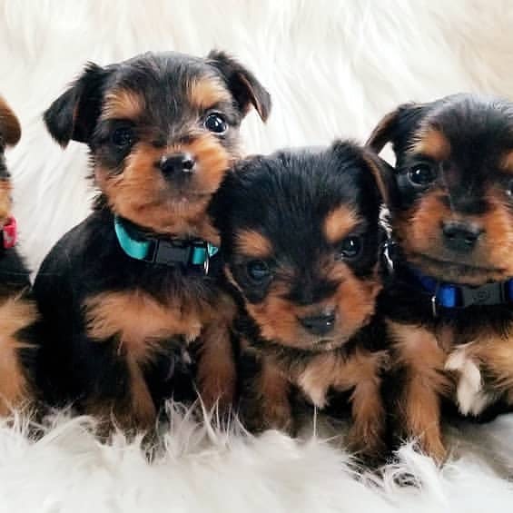YorkiYorkie's tweet photo. #TRUMP2020Flag #MAGAFlag #AmericaFirstFlag  #BuildtheWallFlag  #LockHerUpFlag  #DraintheSwampFlag #WWG1WGAThumbs #QanonFlag #IFBFlag  #BacktheblueFlag I have a male and female Yorkie puppies to offer.they are well trained and very sociable. They have been vet checked, dewrmed https://t.co/Z5eO64JskV