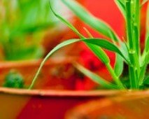 ecophytopic's tweet photo. Webinaire "Protection des Plantes et Scénarios pour le futur de l'Agriculture" https://t.co/fJP3vbDn5Q une conférence organisée dans le cadre du programme « Cultiver et Protéger Autrement » https://t.co/dh40DIP4Po