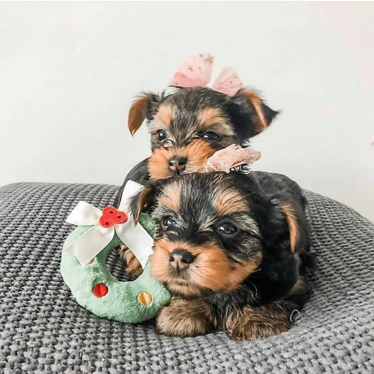 YorkiYorkie's tweet photo. @wordpressdotcom
 #petnames #cats #chubsywubsy #pets #WrongHands
pm if interested https://t.co/tNbiBeZAi1