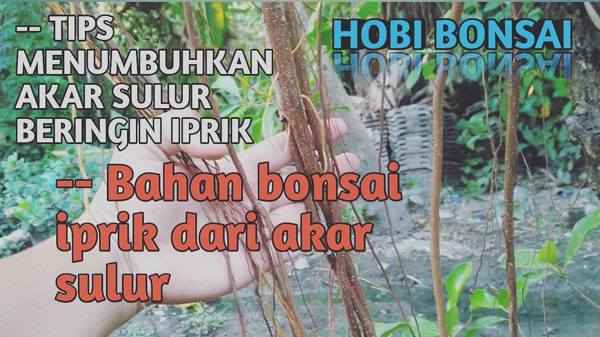 HobiBonsai's tweet photo. Salam satu hobi dulur https://t.co/4SvAC5NBF1 https://t.co/QMmXmJM0B2