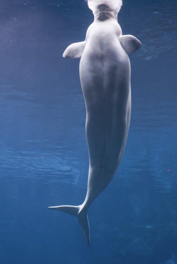 白イルカが人魚のモデルともいえる画像がこちら 話題の画像プラス