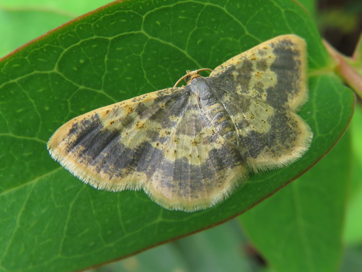 京都むしむし大図鑑 على تويتر クロフヒメエダシャク Peratophyga Hyalinata Grata 観察 淀水路 Jul 23 草むらからわらわら飛んでいく蛾の一つだが ノメイガと違いあまり裏に回らないので撮りやすい 今日みたいな曇ってる日はなおさら助かる T