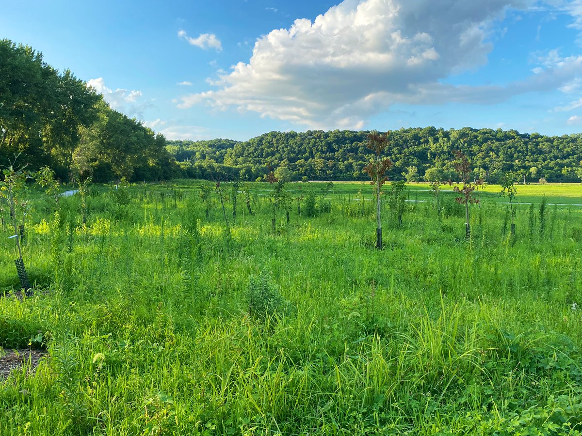 lfrench's tweet photo. A beautiful evening in the Parkville Bottoms wetlands tonight.  #EcoRecreation https://t.co/lXr3IBolGv