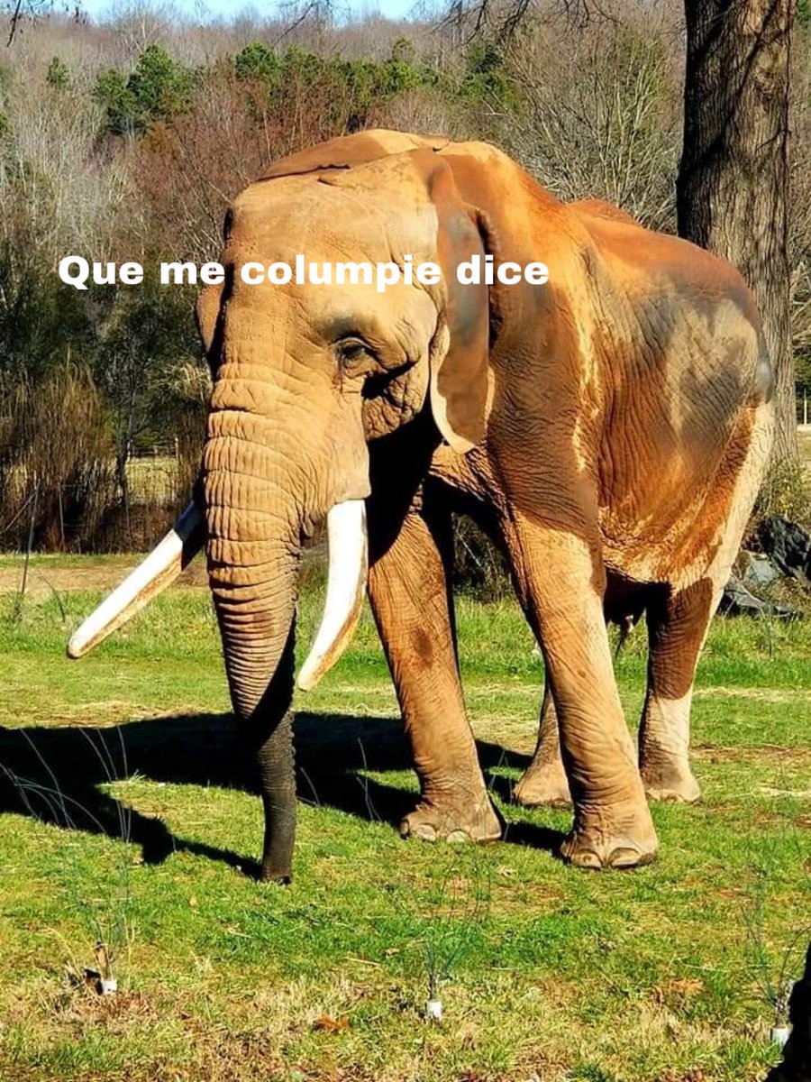 memes4love1's tweet photo. araña: *hace una telaraña con todo el esfuerzo, amor y cariño que sea posible*

elefante: https://t.co/ULEVCqbdg9