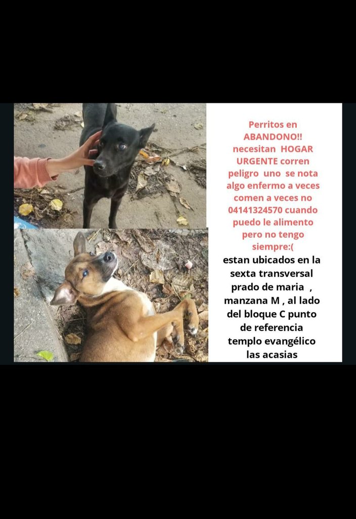 cleybastidas's tweet photo. @PerroUsuario @CanalAnimal @SalvandoPatitas  @gracon27 @BeatrizAndrino @xpatasycolas @duinconsueloc @PerritosVzla @manosxpatas @unapataamigaccs @MASCOTASDECALLE  @apoyocanino @asoc_vpla https://t.co/Lw2bnYJ5gL