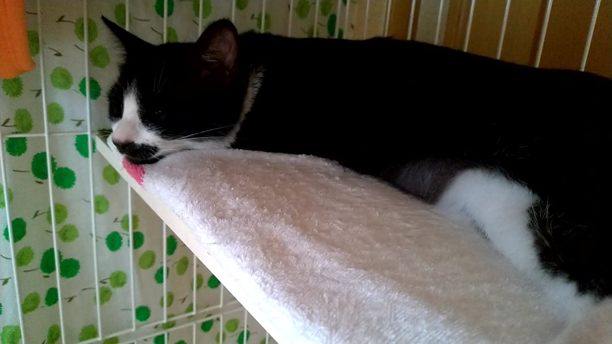 kouchan_522's tweet photo. 今日は、昨日から軟便気味ので病院へ。暑くなった辺りから水を飲む量が増えたのなどが原因ではないかと。悪いところはなし！成長も順調！安心しました。朝一のお水が組立で冷たいかも知れないので、少しレンチンして温くしてからあげます。病院疲れでお昼寝中。 https://t.co/ViIfhUg9G9