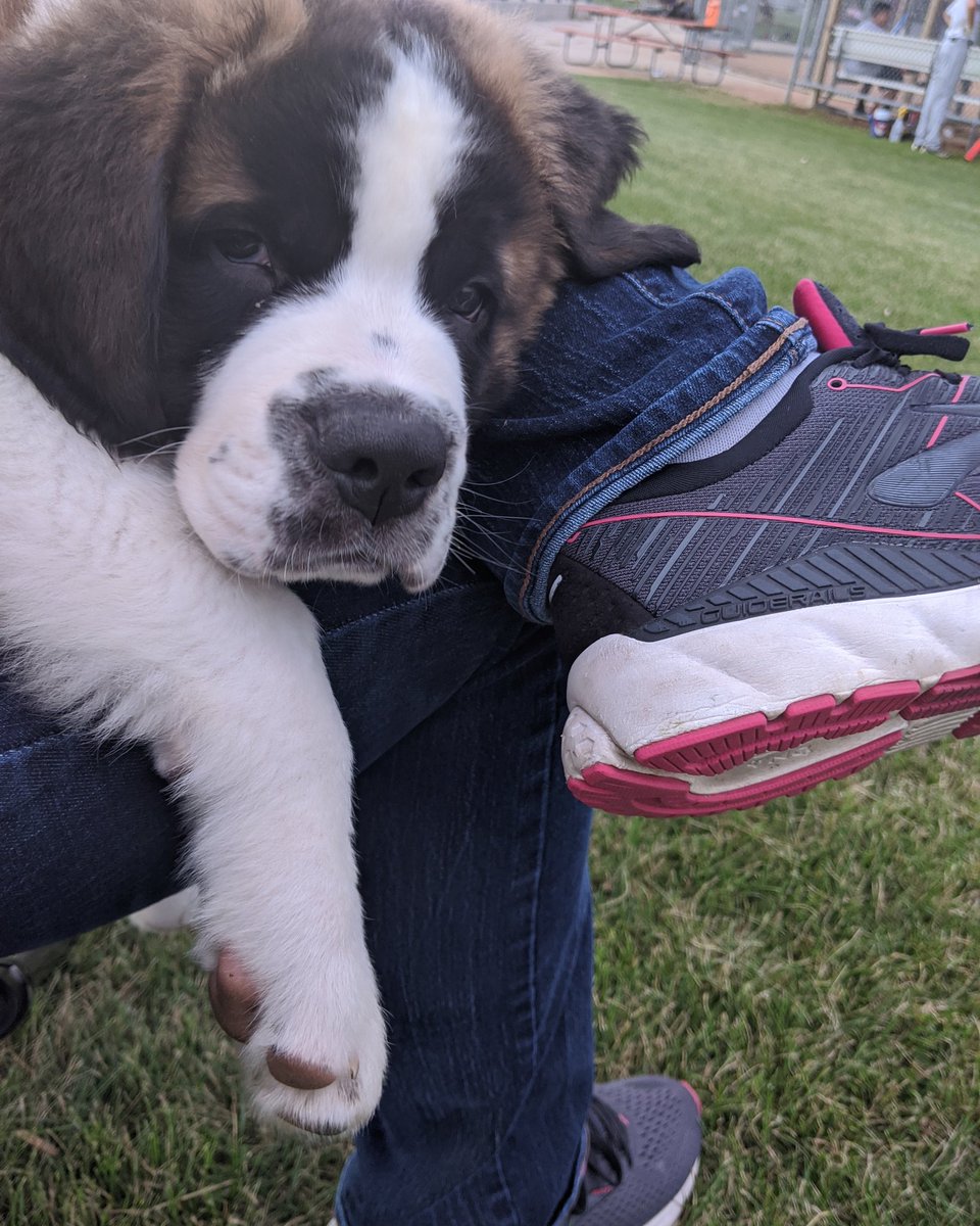 JessicaMominmn's tweet photo. My blanket on a cold night of baseball. Aka my puppy. #dogsofrochester #rochmn https://t.co/U39Mv8Sw7o