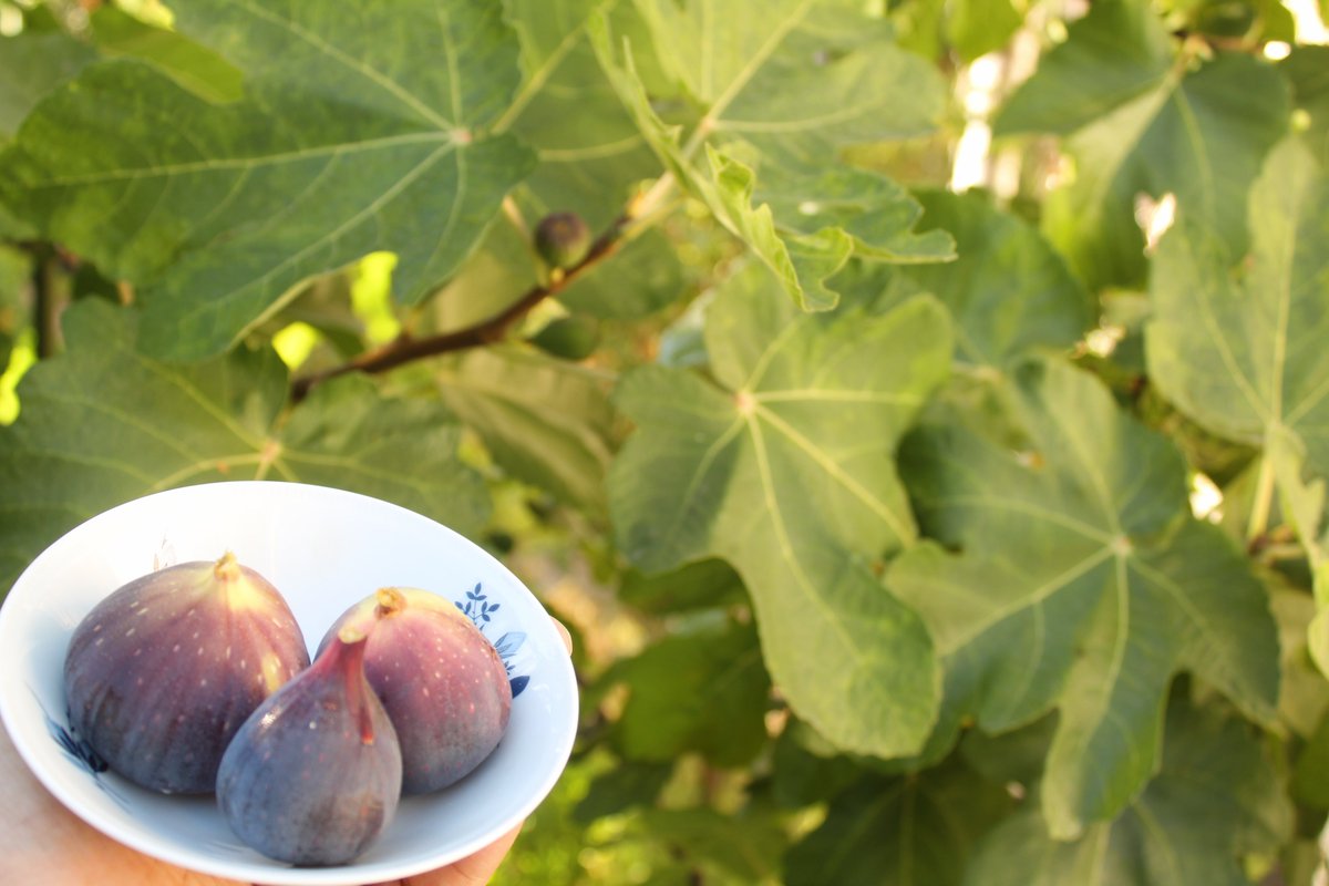 Foodfaye's tweet photo. Our figs are beginning to ripen!
Here is a Mission fig and two Brown Turkey figs that Yakir just picked.
Photo by @LevyYakir
#figs #figseason #Missionfigs #gardening #fruittrees #figtrees #homegrownfruit #socalgarden https://t.co/08MQIcszyT