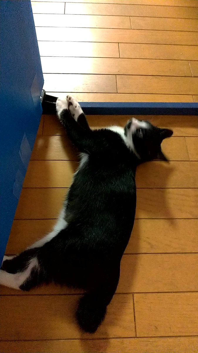 kouchan_522's tweet photo. キッチンに入るゲートの番人をするこうた。そのゲート、火を使っているときにこうたの侵入を防ぐためのゲートなのですが……思い切り内側に陣取ってる…… https://t.co/A52dem7JKa