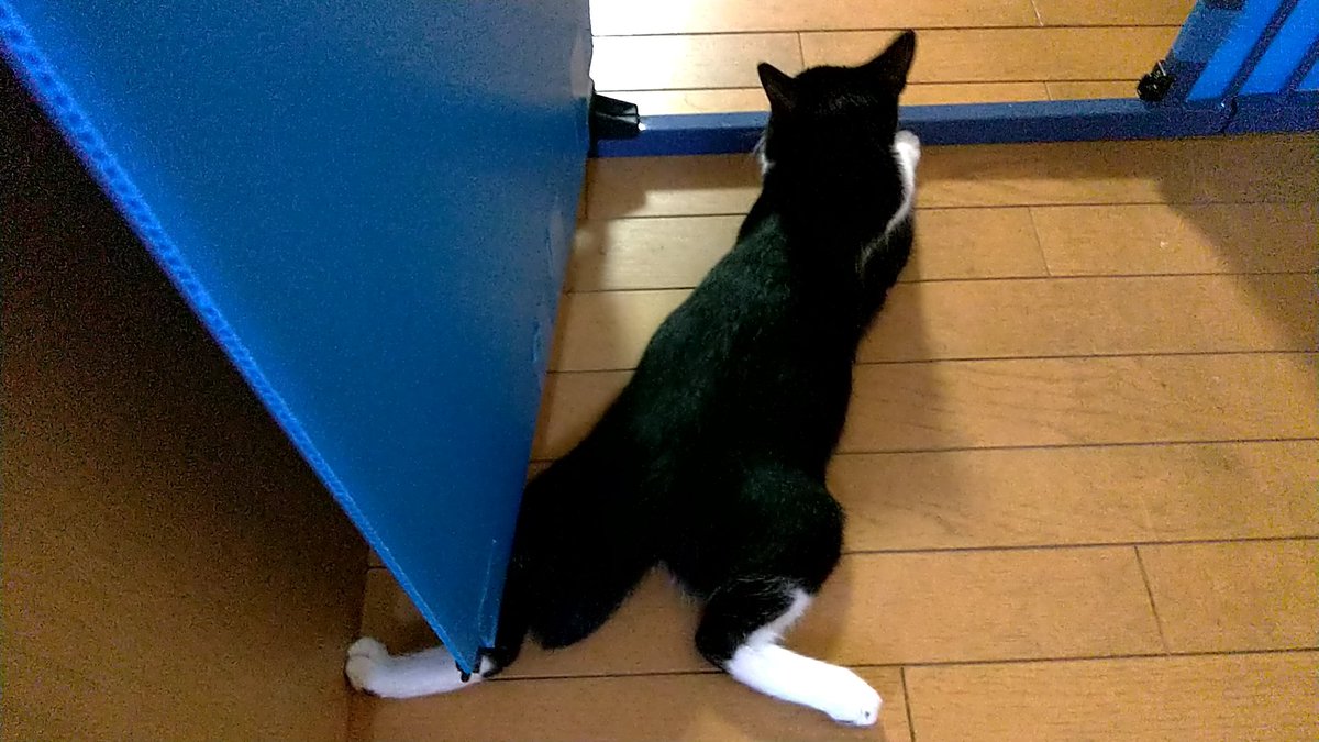 kouchan_522's tweet photo. キッチンに入るゲートの番人をするこうた。そのゲート、火を使っているときにこうたの侵入を防ぐためのゲートなのですが……思い切り内側に陣取ってる…… https://t.co/A52dem7JKa