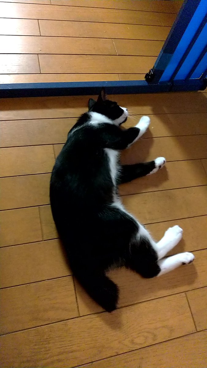 kouchan_522's tweet photo. キッチンに入るゲートの番人をするこうた。そのゲート、火を使っているときにこうたの侵入を防ぐためのゲートなのですが……思い切り内側に陣取ってる…… https://t.co/A52dem7JKa
