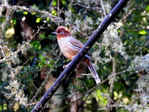 片倉佳史 かたくらよしふみ シマドリ 縞鳥 に出会えました 台湾固有種で高海抜地域にのみ棲息します 英語ではtaiwan Barwing 中国語では紋翼畫眉と表記 この鳥はあまり落ち着いて留まらない性格で一瞬の出会いでした でも 全身に活力が漲ったこと