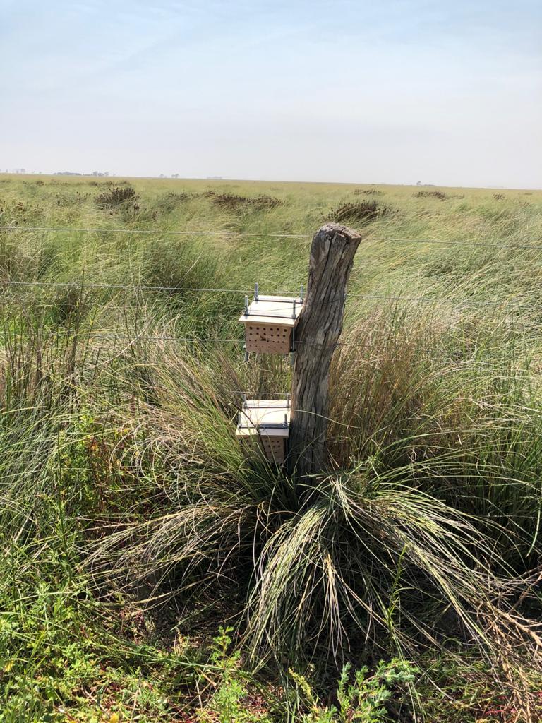 "Hoteles de insectos", los aliados de siempre para monitorear su diversidad y ofrecerles nidos. Aquí nuestro trabajo de relevamiento. Todo esto con y en <a href="/JulioPriotti/">Julio Priotti</a>, <a href="/demian_monti/">Demian Monti</a>, <a href="/LeonardoAmari14/">LD</a>, <a href="/galettoleo/">leogaletto</a>, <a href="/guilledelg/">Guillermo  Delgado</a>, <a href="/linoanibal/">Anibal Lino</a>, <a href="/AGDagro/">Aceitera General Deheza SA</a>, <a href="/Syngenta_ar/">Syngenta Argentina</a>