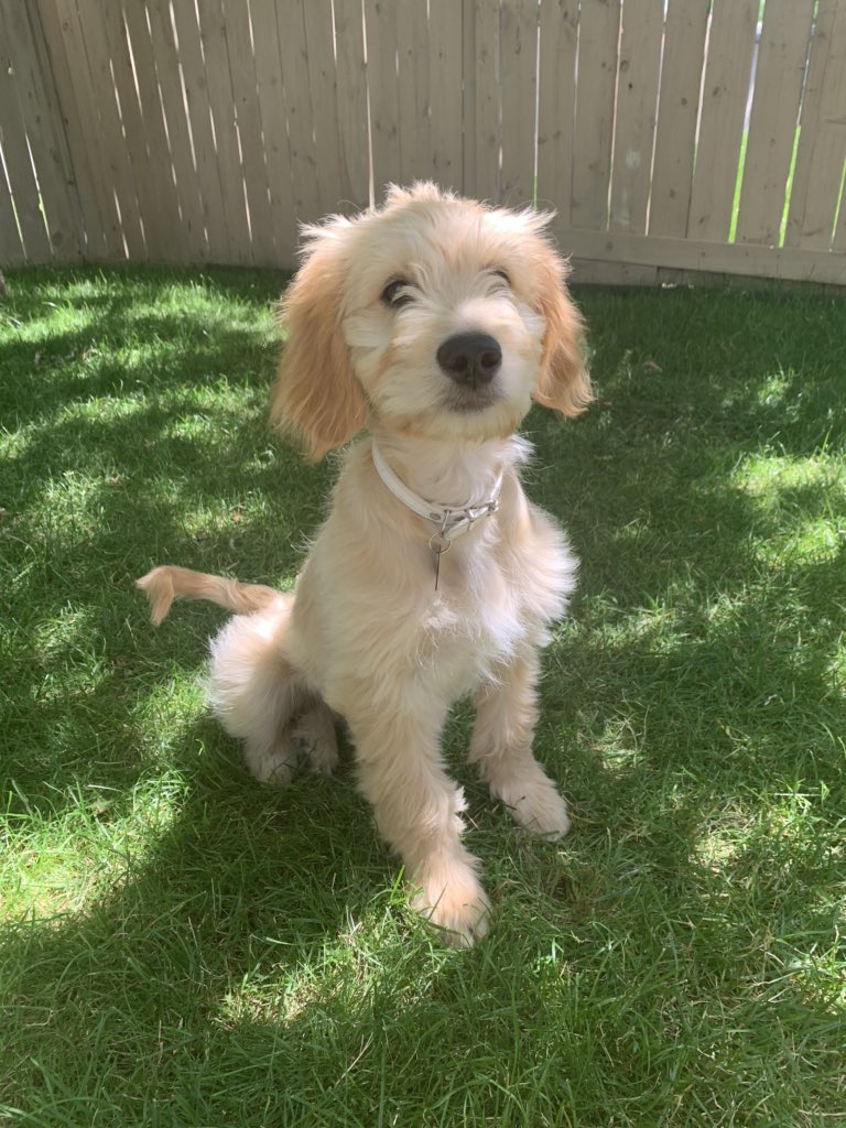Mreners's tweet photo. @Avalanche This is Ava, already named after the Avs, but we would love to know which one. https://t.co/qSPrqkkkWf