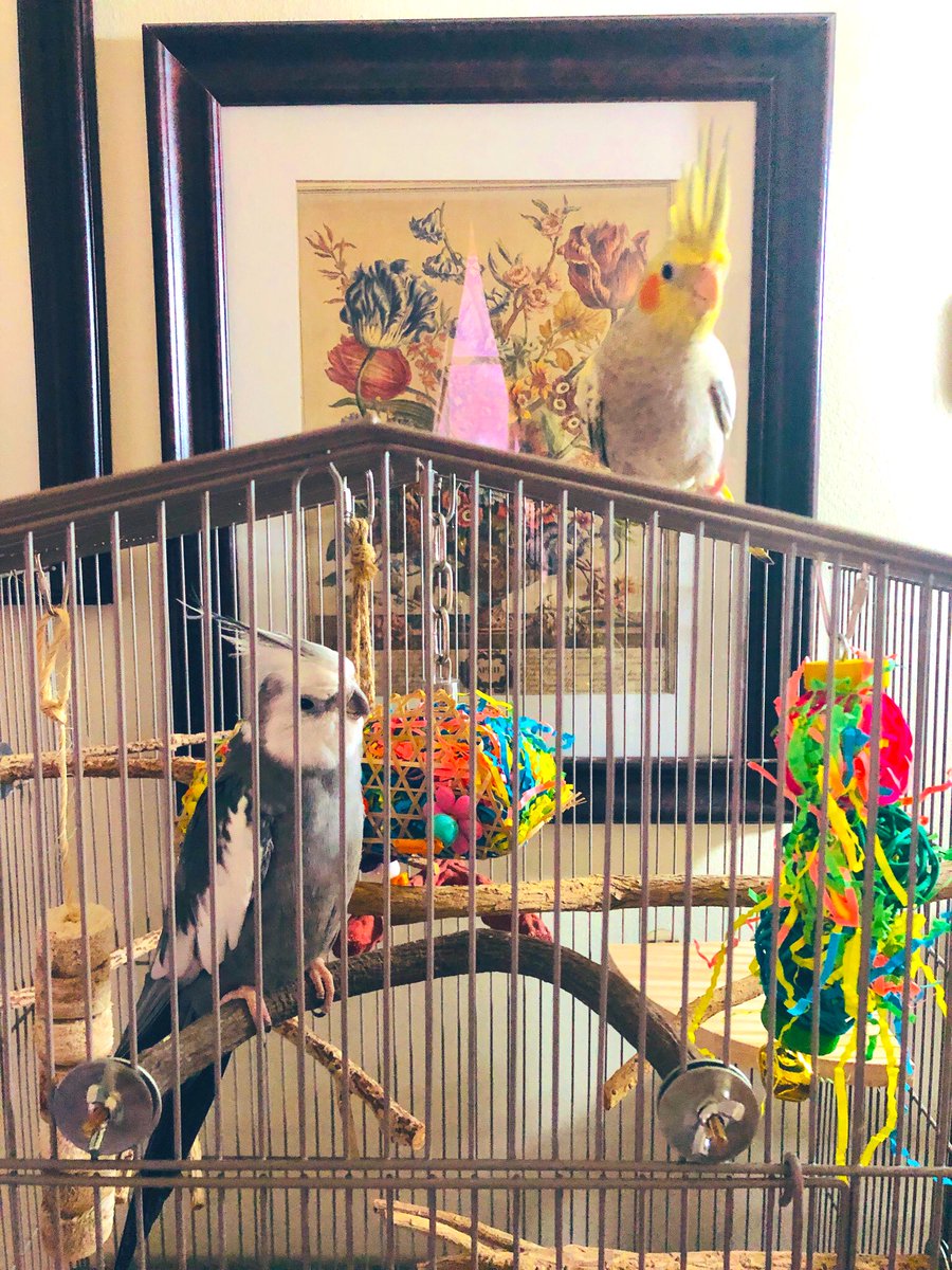 rcsamayoa's tweet photo. Look, y’all! The little one is so brave — she’s trying to make the older one feel at ease. Baby steps with the older guy. He’ll come out when he’s ready. #teils #parrots https://t.co/rOT2Ep2IZt