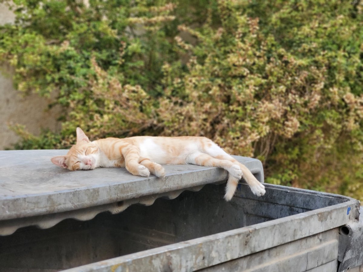 ahmfoz's tweet photo. اللي يرضى يعيش cat style https://t.co/bX6939KmNa