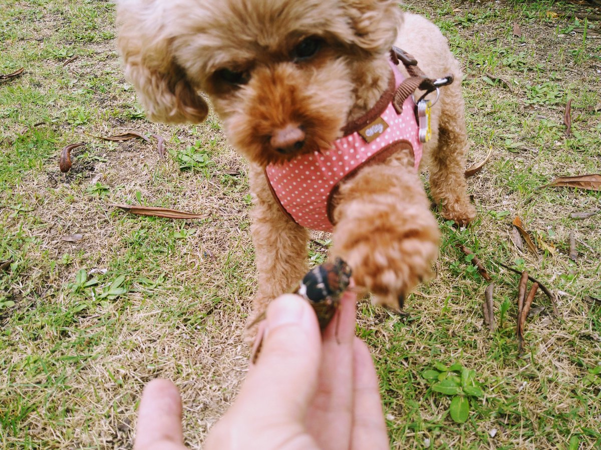joukoko4's tweet photo. そのアブラくれ🐶

とおっしゃっております（−＿ー。

午後もごきげんよう。 https://t.co/OTLRgzFAjl