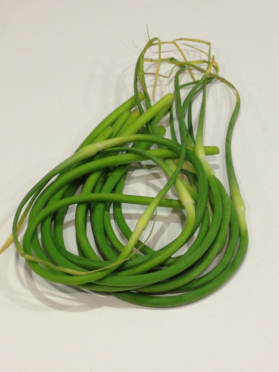 redwigglerfarm's tweet photo. It’s #VeggieWednesday! We grow a garlic variety called Music. It's white skinned with a blush of pink &amp; has easy to peel large cloves. Check it out on our blog at https://t.co/gGHbn9s822
.
#MusicGarlic #GreenGarlic #GarlicScapes #CSA #harvests #essential #socialdistancing2020 https://t.co/FsfxoN6PRg