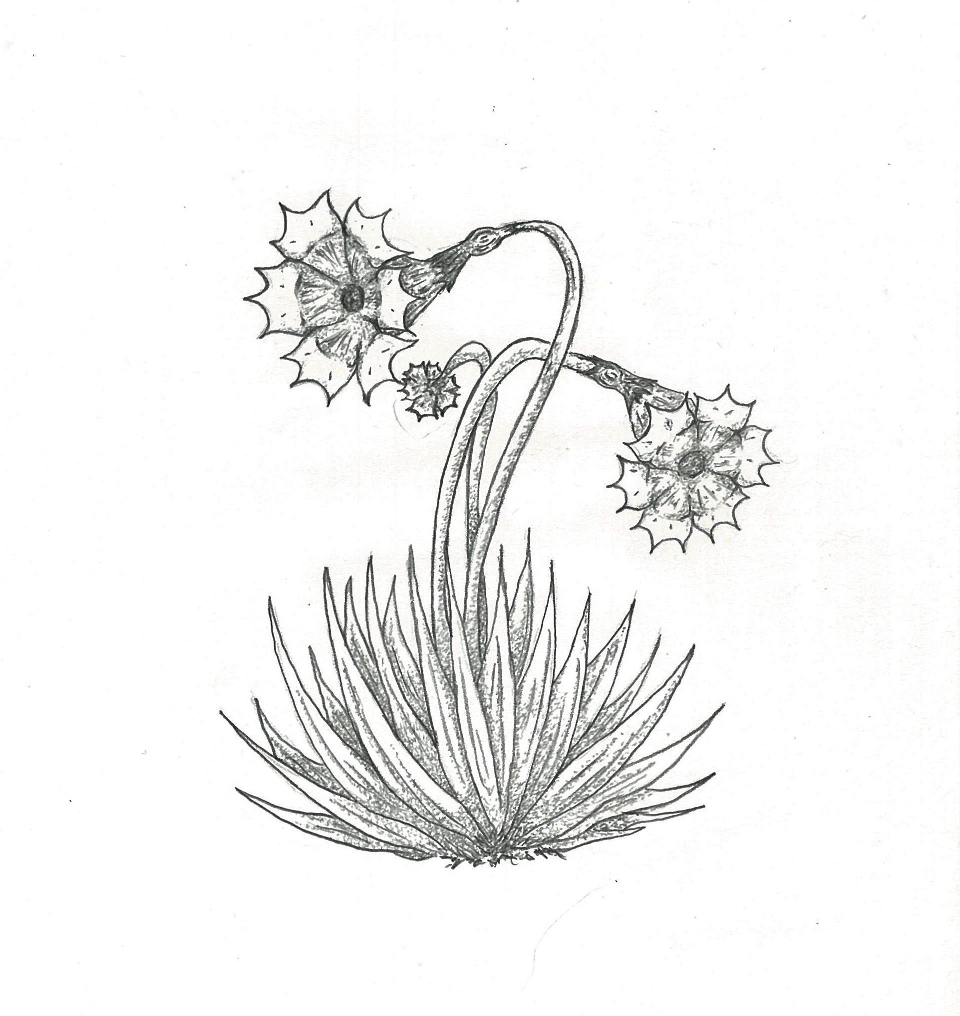 ガセ植物 名称 ハレバス 学名 Morbus Venereus 誕生花 7月11日 花言葉 無責任な伝承 分布 沖縄県 サイズ感 15 25cm ガセ植物 植物 植物図鑑 想像植物 植物イラスト イラスト 植物コラム 野草 花 花言葉 T Co 0kisxm3kmc Twitter