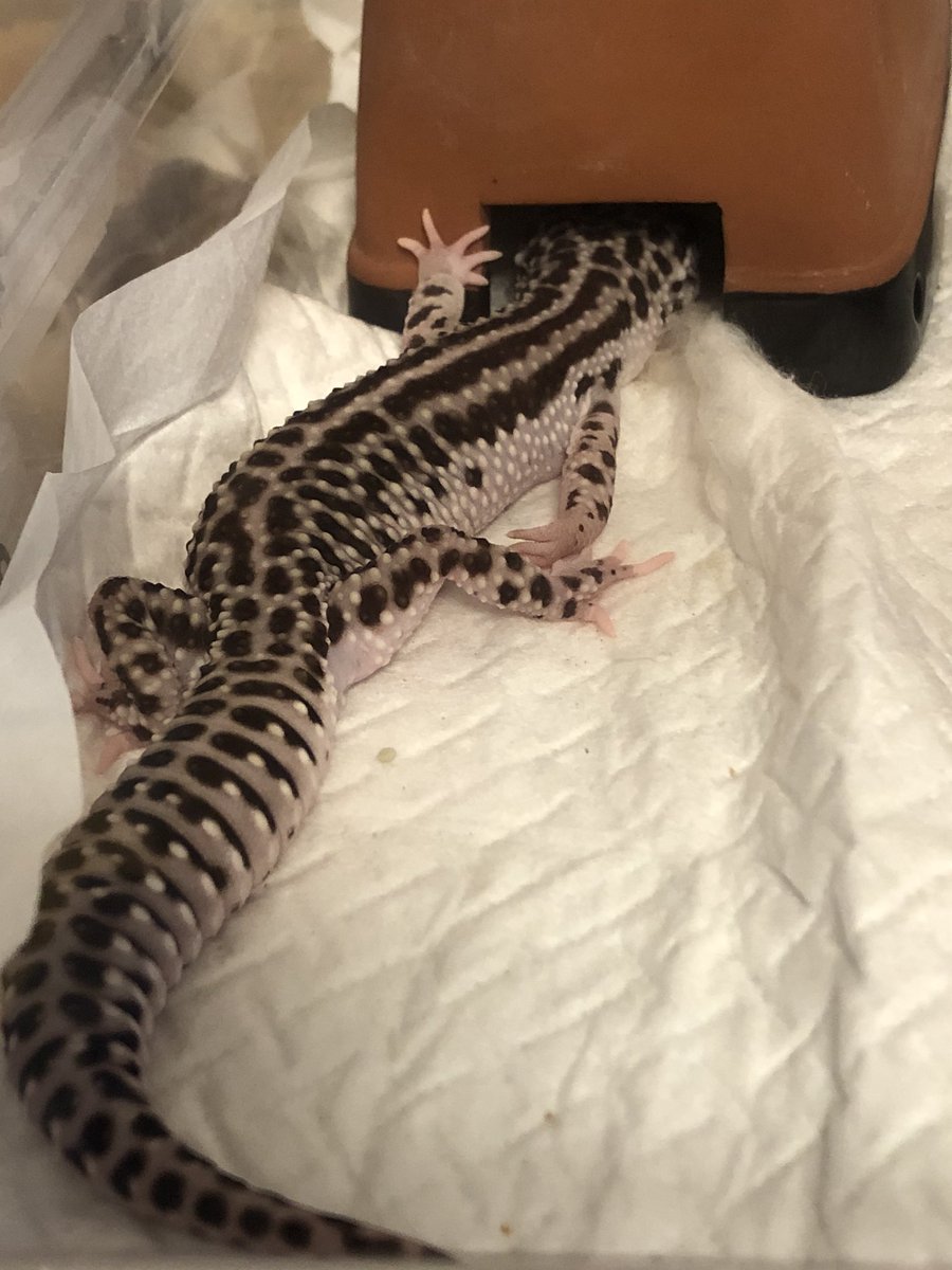 ぴけ工房 壁ドンしながら寝るレオパ 3 𓆈グリ 縦画像です ヒョウモントカゲモドキ スーパーマックスノー レオパの可愛さ伝われ