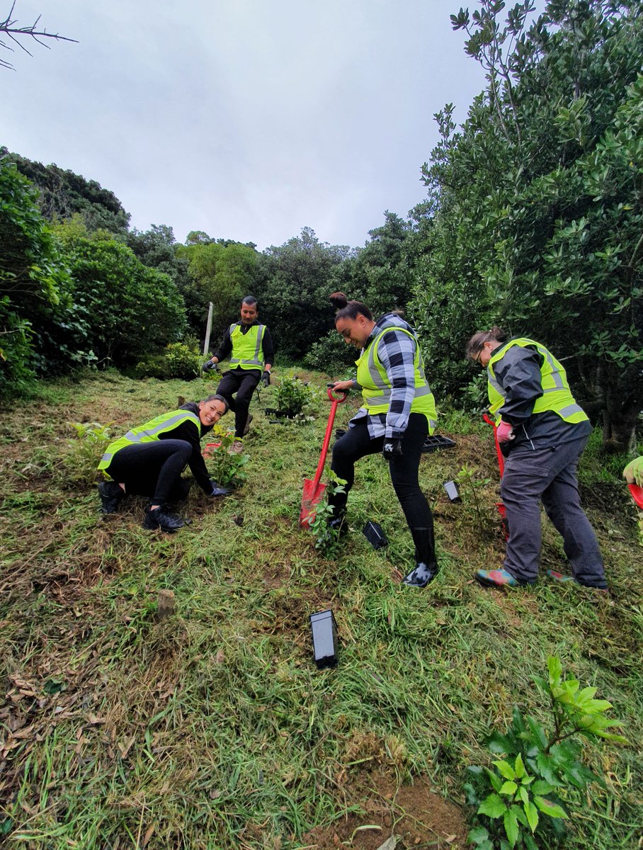 MPI_NZ's tweet photo. We joined Conservation Volunteers Wellington to plant 1000 native trees at Tangi Te Keo (Mt Victoria) in celebration of Matariki. Together, we’re planning on planting over 45,000 trees over the next three years to help restore a native forest to the heart of the city! https://t.co/pDDAlbO7fe