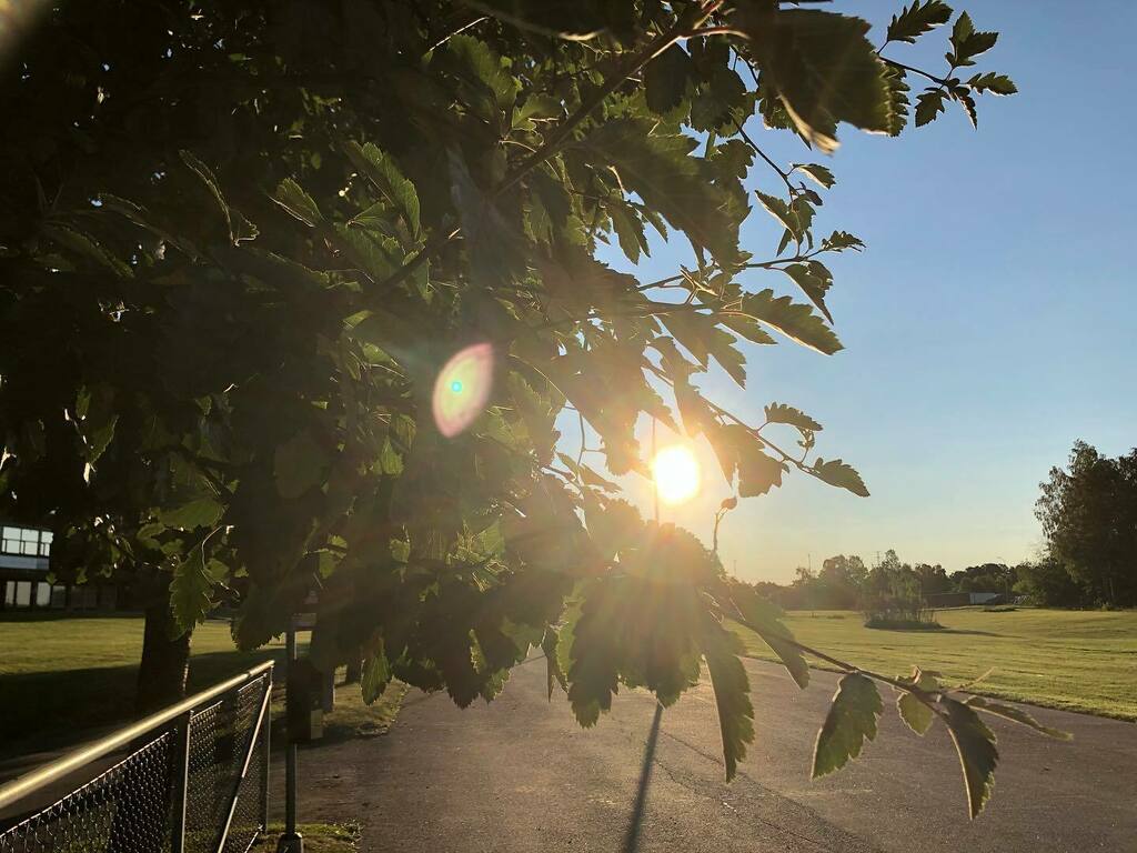 marlenebergman's tweet photo. Peek-a-boo 🌞 #morning #morningwalk #walk #thursday #july23 #summer #oxls #oxelösund #sweden #outdoors #exercise #peekaboo #sun #oxel #swedishwhitebeem https://t.co/TW5PXAH6Sn