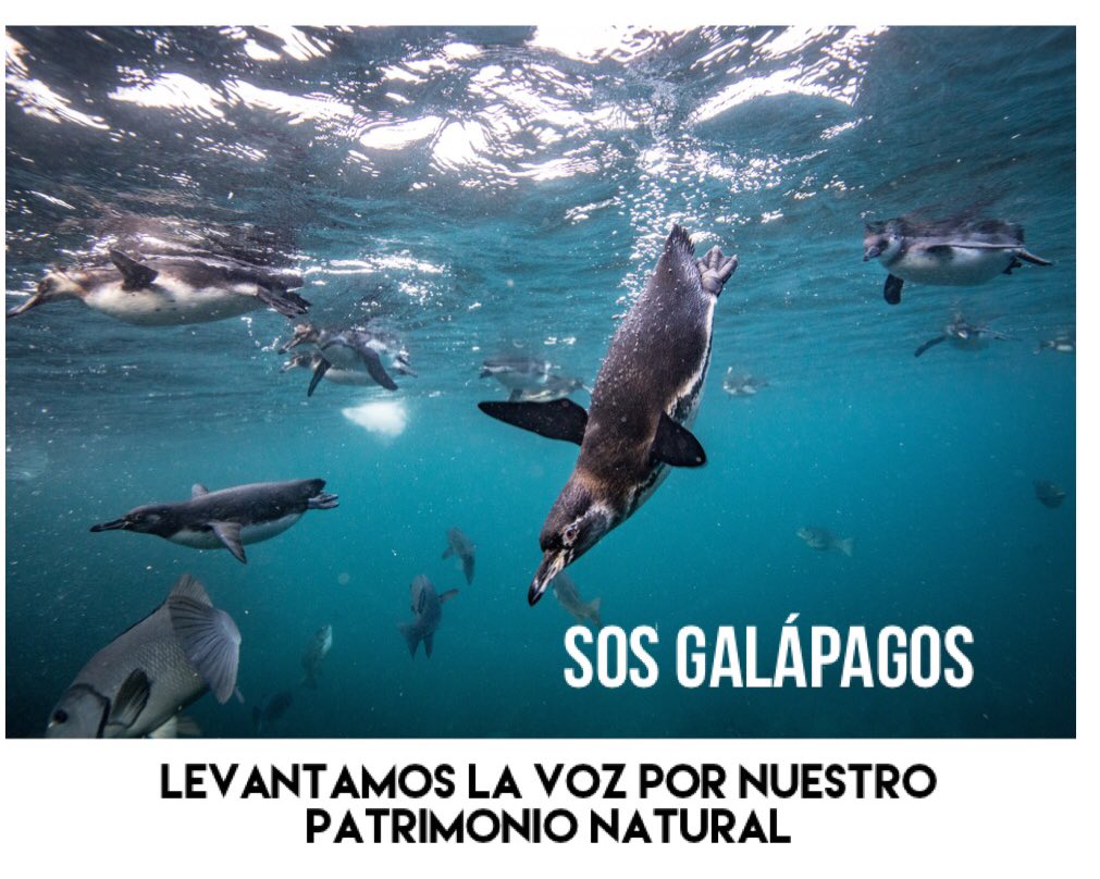 RioCapitalAnima's tweet photo. Detengamos a la flota pesquera china que arrasa con nuestros ecosistemas marinos.

#LatinosPorElMar
#SOSGALAPAGOS https://t.co/lfFLY8Mlqe