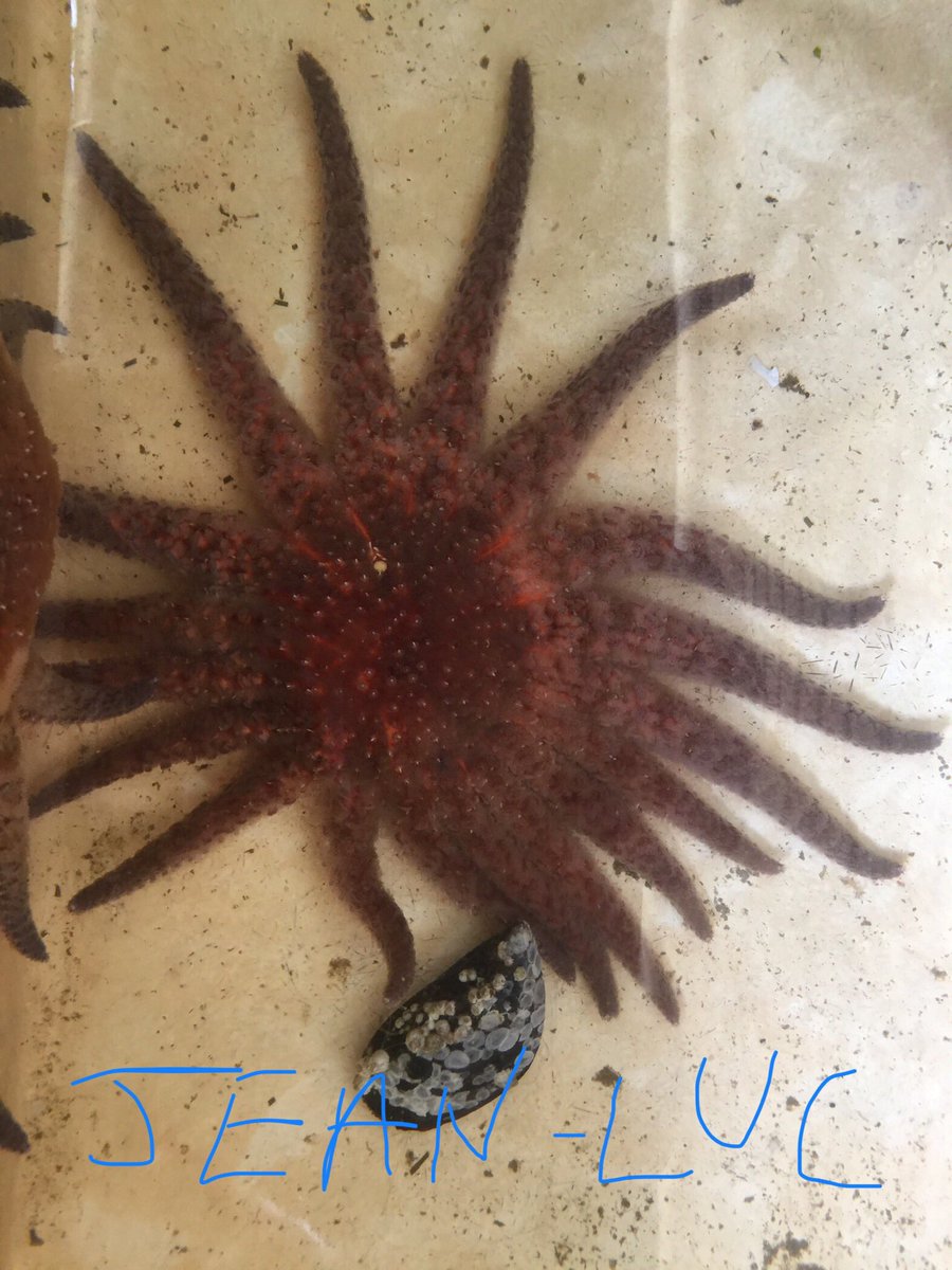 RossWhippo's tweet photo. #PycnoOfTheDay Meet Captain Jean-Luc Picard. Jean-Luc is an archaeology buff, enjoys classical music, travel, and carrion. He’s a bit shy, so give him space and he’ll come to you. Jean-Luc is looking for breakfast companions only. #PycnoNomNom #StarTrek @CTELab https://t.co/pusY8APz0a