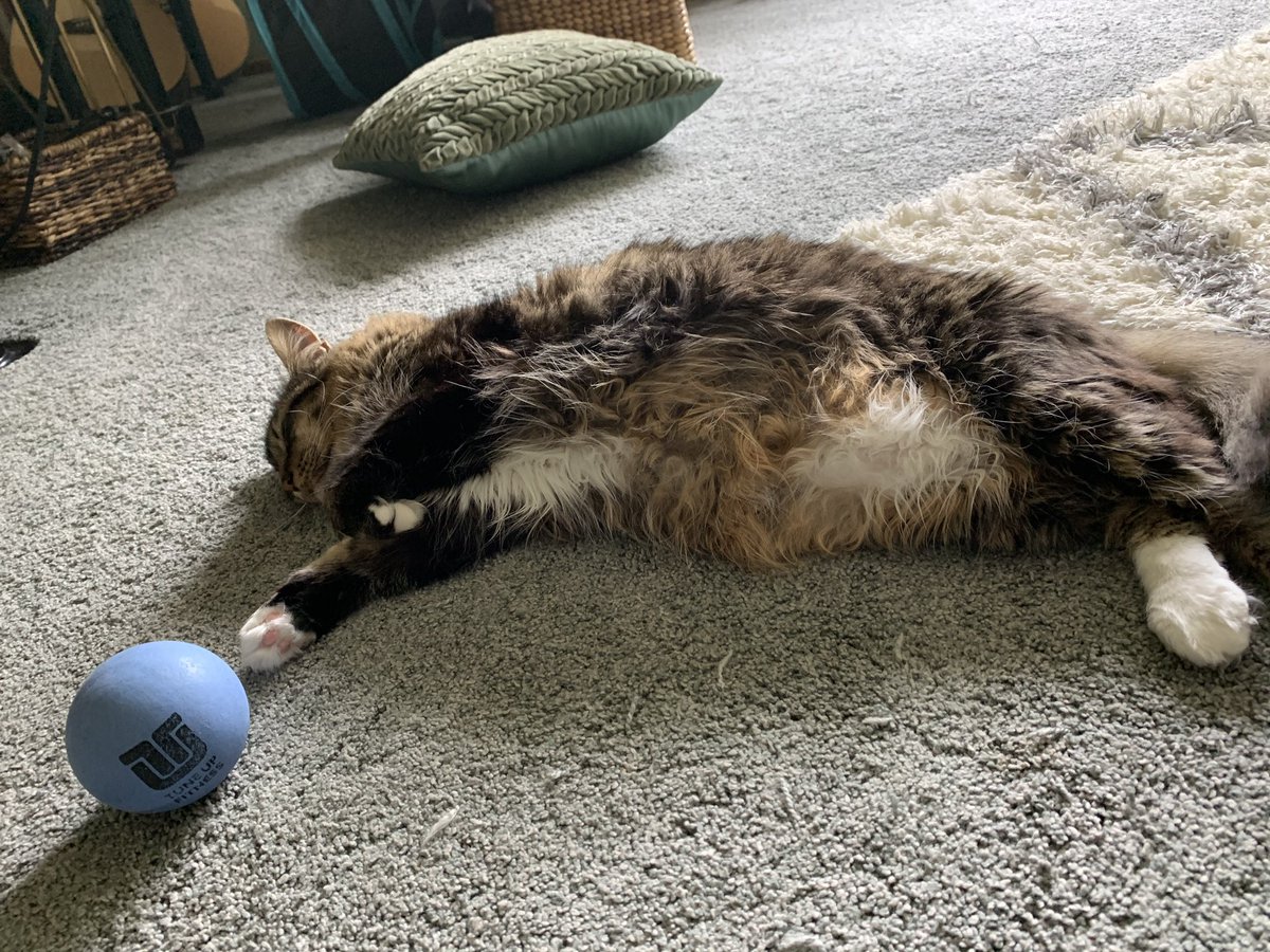 tigerweeb's tweet photo. #DeadOrAsleep https://t.co/EBuJVFhJq5