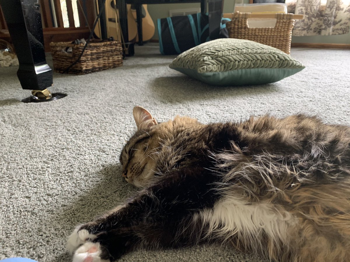 tigerweeb's tweet photo. #DeadOrAsleep https://t.co/EBuJVFhJq5