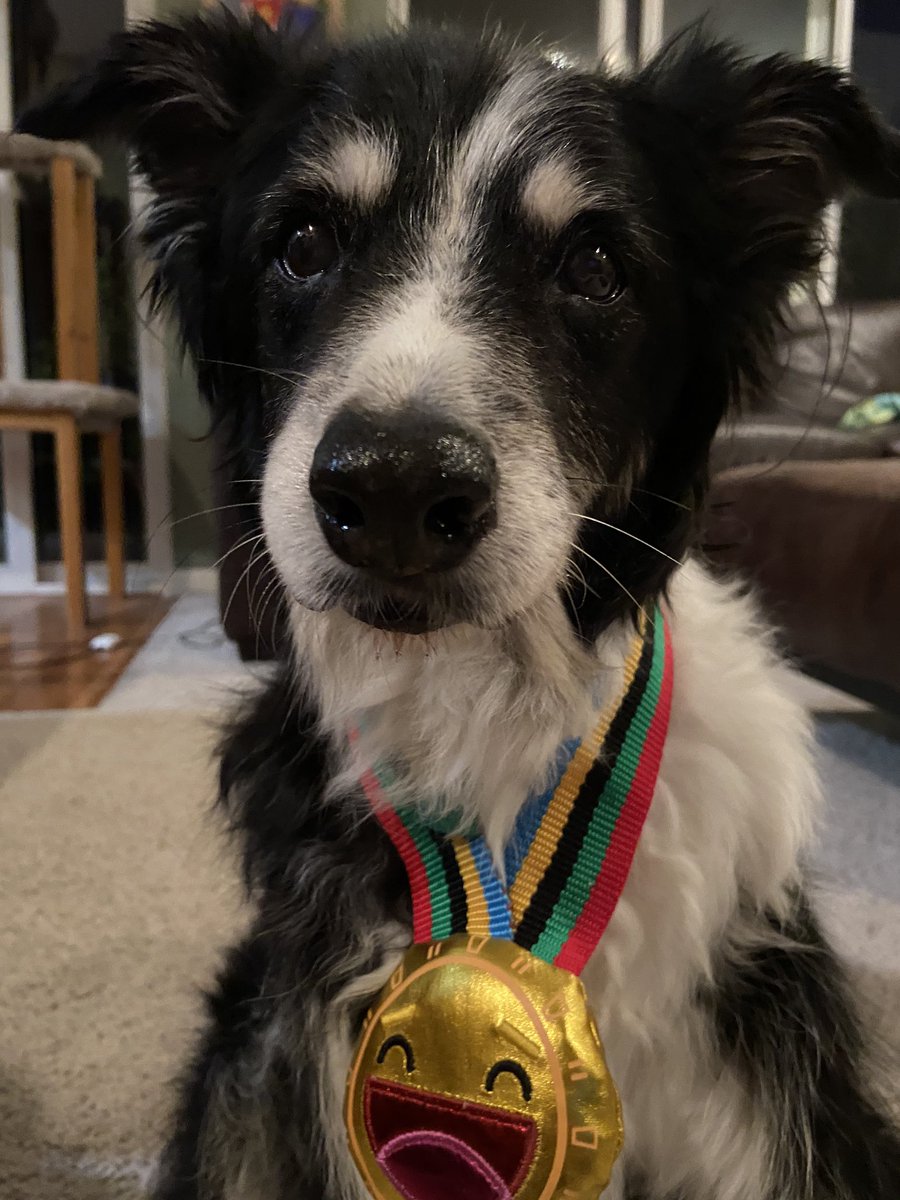 DailyTweter's tweet photo. Picabo got first for being the oldest dog in our neighborhood, at 16 years old 💛 #barkboxday https://t.co/GMV5hdoMur