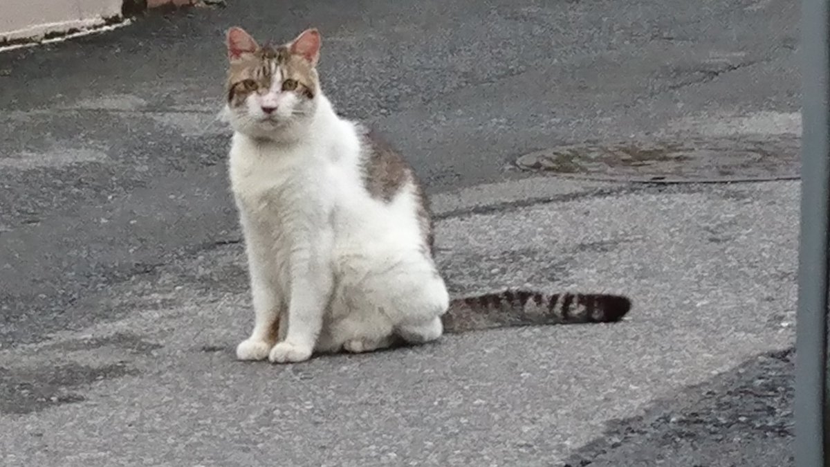 ㊗️祝日にて？ #黒猫    お休みのようです(笑)
早朝、代わりに見送りしてくれた子
⤵️ 首輪してたけど…初見
#近所の猫かな  大きい