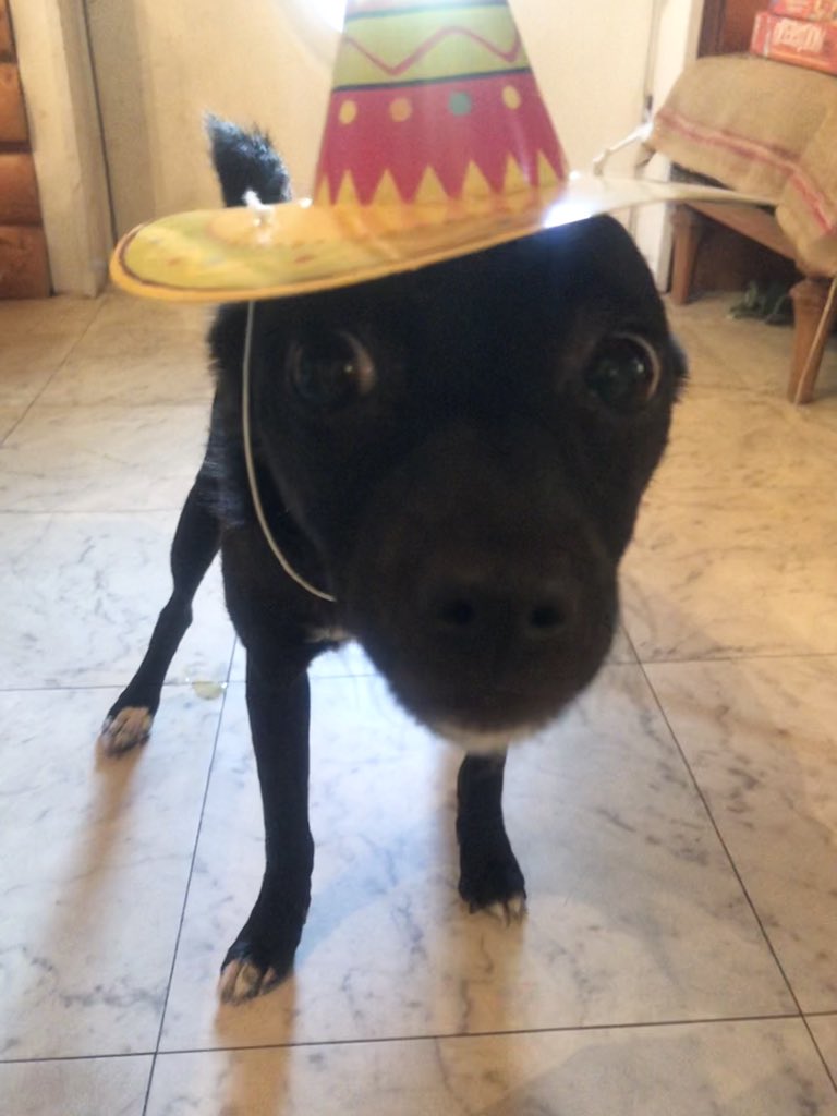 Artsyfox75's tweet photo. The pups and their festive sombreros for my kiddos 20th B-day! They only  wore them for 5 seconds lol ! #RescueDogs #rescueismyfavouritebreed https://t.co/X20vtBGIsb