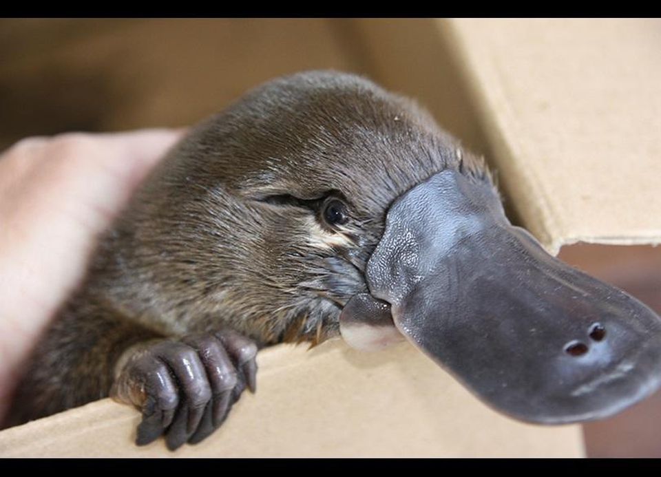 The Platypus: Australia's most outstanding animal: a thread. 1/16