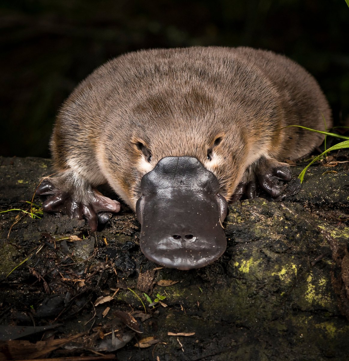 The platypus is carnivorous, eating a diet of worms, shrimp, crayfish, and insect larvae. 2/16