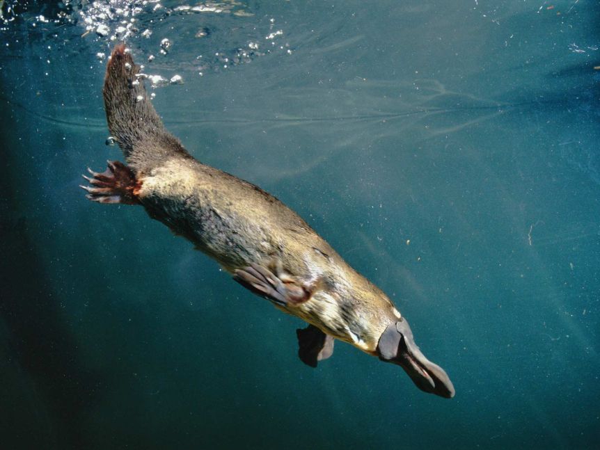 Platypuses use electro-reception to hunt underwater: they sense the electrical charge of muscle exertion in their prey. 5/16