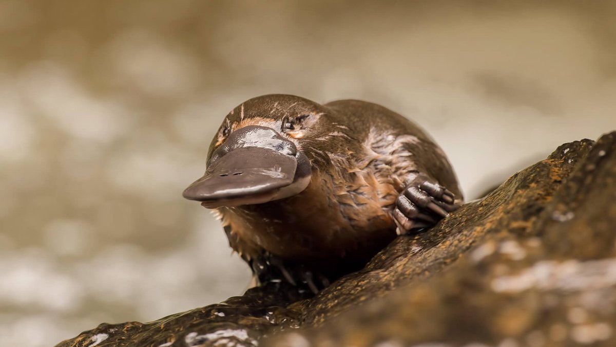 When walking on land, the platypus walks on its knuckles to avoid damaging the webbing between its fingers.6/16