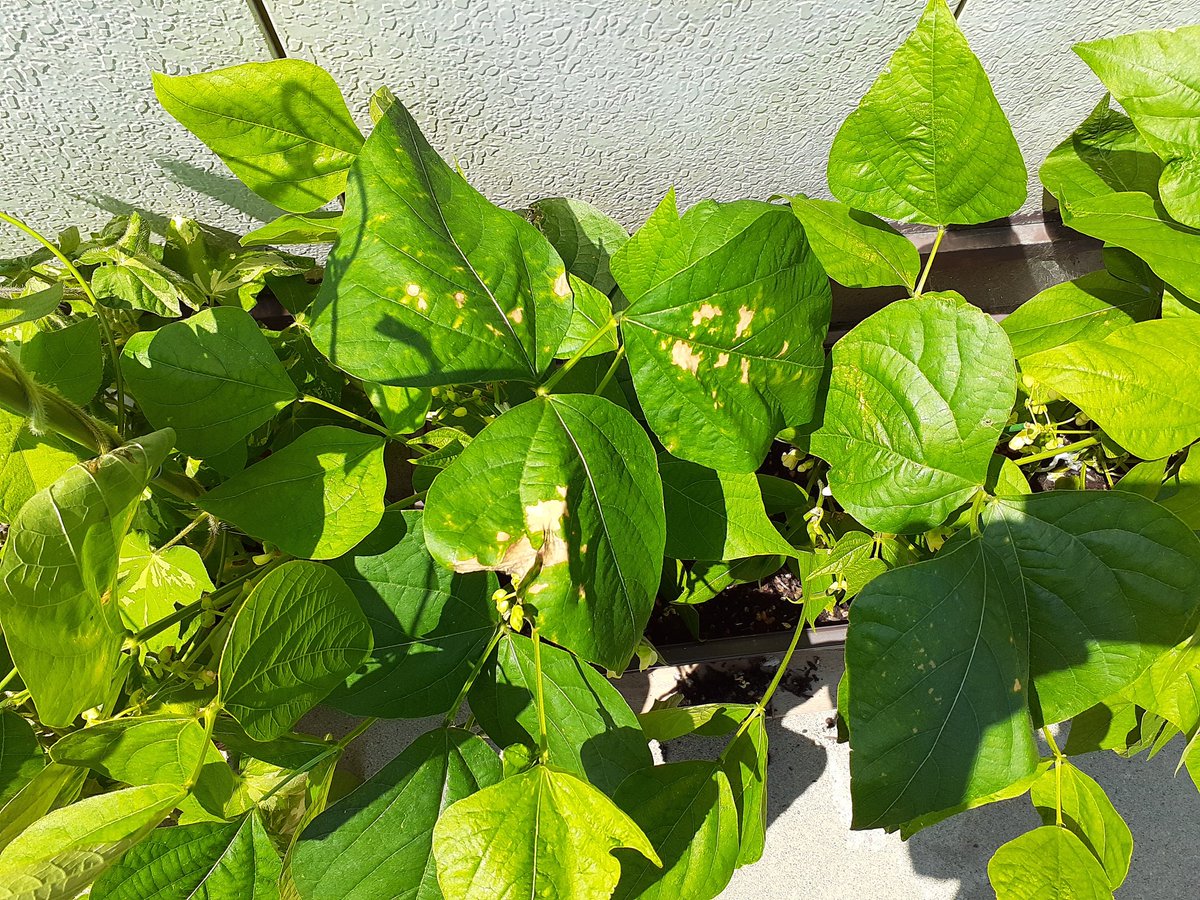 ぱぴチャン 茎が細いかなーと思って追肥したら 肥料焼け 追肥のタイミングって難しい つるなしいんげん 追肥 朝顔 プランター菜園