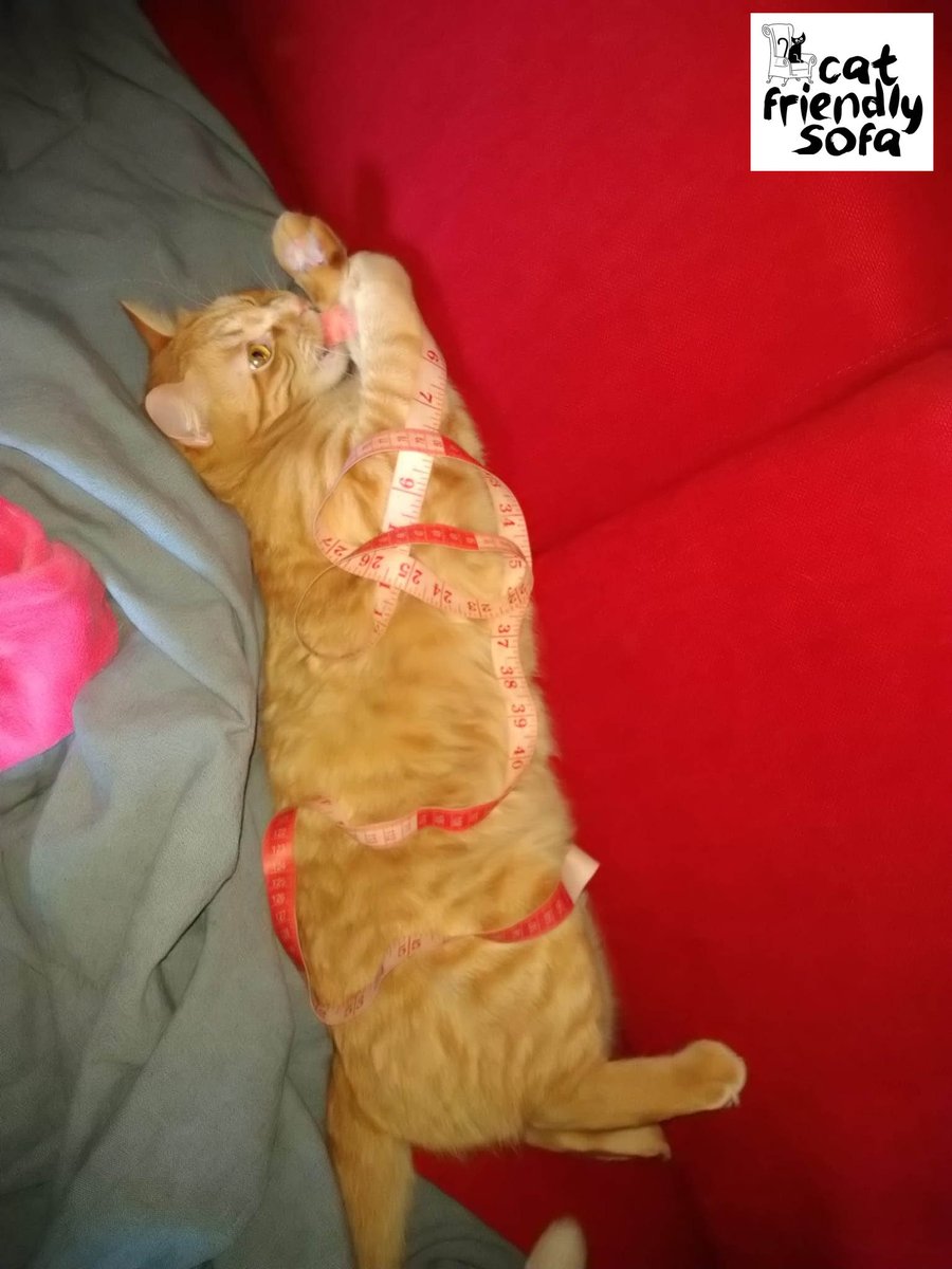 CatFriendlySofa's tweet photo. Newton is helping his owner to measure the sofa 😆#tailoredsofacover #catonsofa #scratchedarmchair @catsworld https://t.co/5PXZs3BToa
