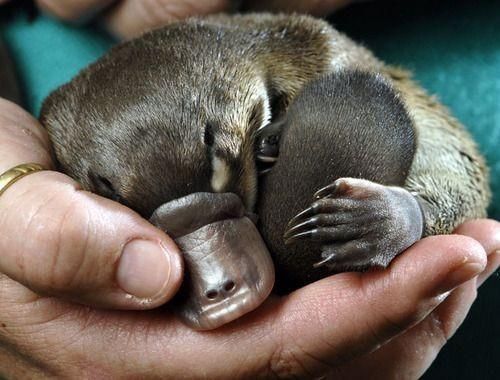 Most mammals have two chromosomes. The platypus has 10: five pairs of X and Y. 11/16