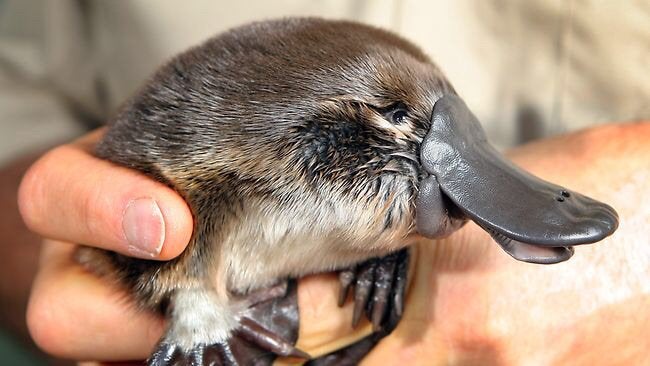 Platypuses are not fans of much human music, save for 1960s avant-garde jazz. They abhor hip-hop. 13/16