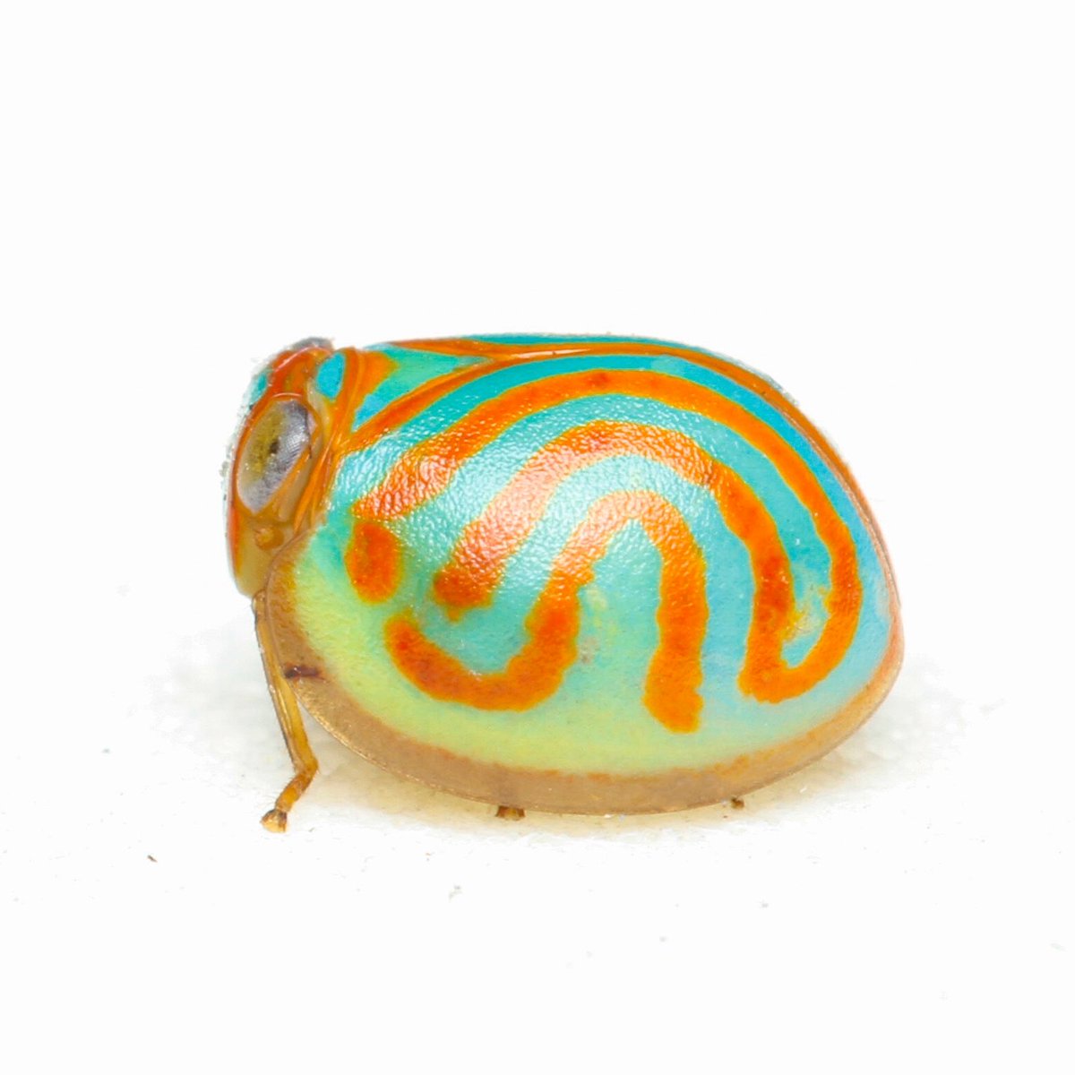 f_najas's tweet photo. NEW SPECIES !! 😃
Glad to annouce that our paper, a new species of planthopper genus Hemisphaerius (Hemiptera: Issidae) from Thailand, is published now!
Full text is available here:
https://t.co/zesNZhu9pq
#issidae #hemiptera #insect #newspecies #entomology #taxonomy https://t.co/vWht8lihGM