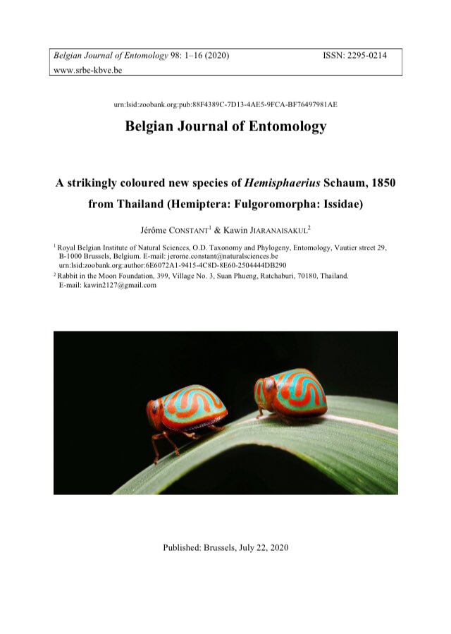 f_najas's tweet photo. NEW SPECIES !! 😃
Glad to annouce that our paper, a new species of planthopper genus Hemisphaerius (Hemiptera: Issidae) from Thailand, is published now!
Full text is available here:
https://t.co/zesNZhu9pq
#issidae #hemiptera #insect #newspecies #entomology #taxonomy https://t.co/vWht8lihGM