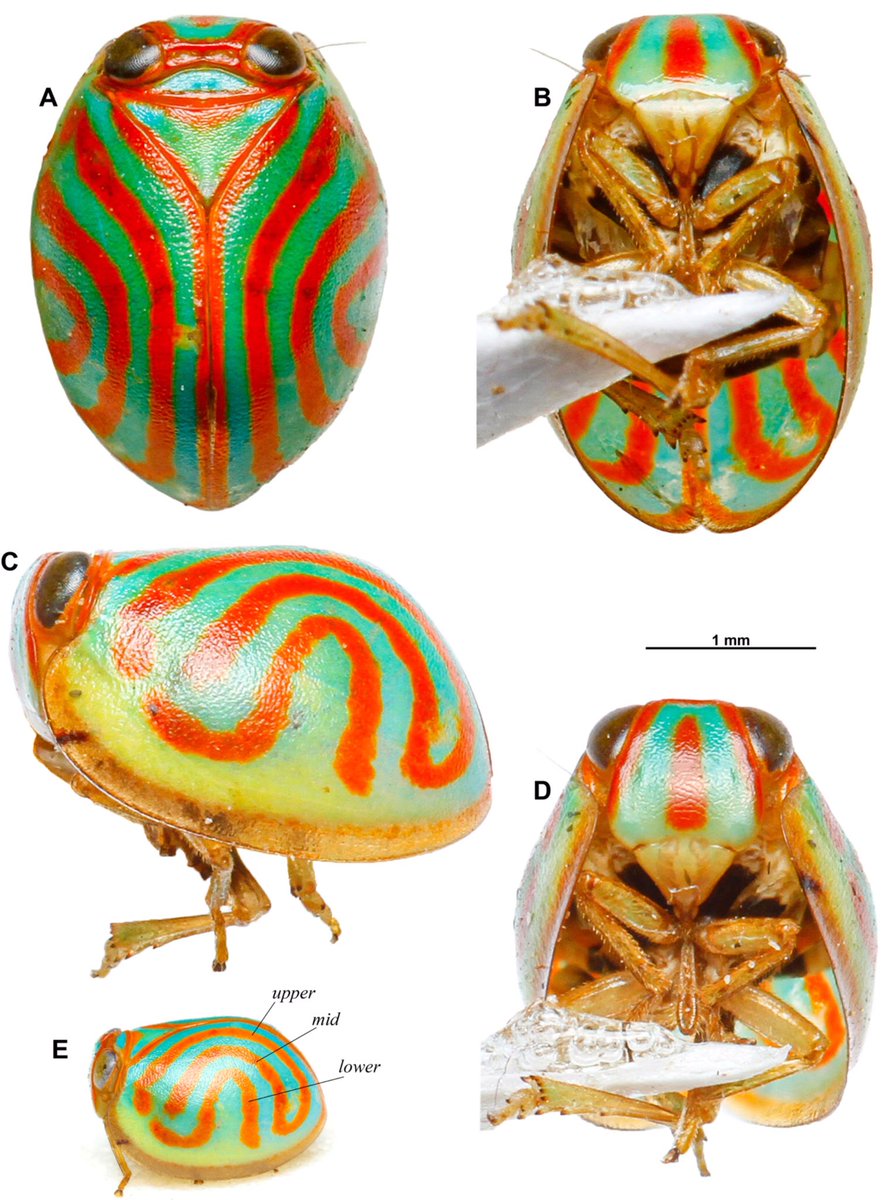 f_najas's tweet photo. NEW SPECIES !! 😃
Glad to annouce that our paper, a new species of planthopper genus Hemisphaerius (Hemiptera: Issidae) from Thailand, is published now!
Full text is available here:
https://t.co/zesNZhu9pq
#issidae #hemiptera #insect #newspecies #entomology #taxonomy https://t.co/vWht8lihGM