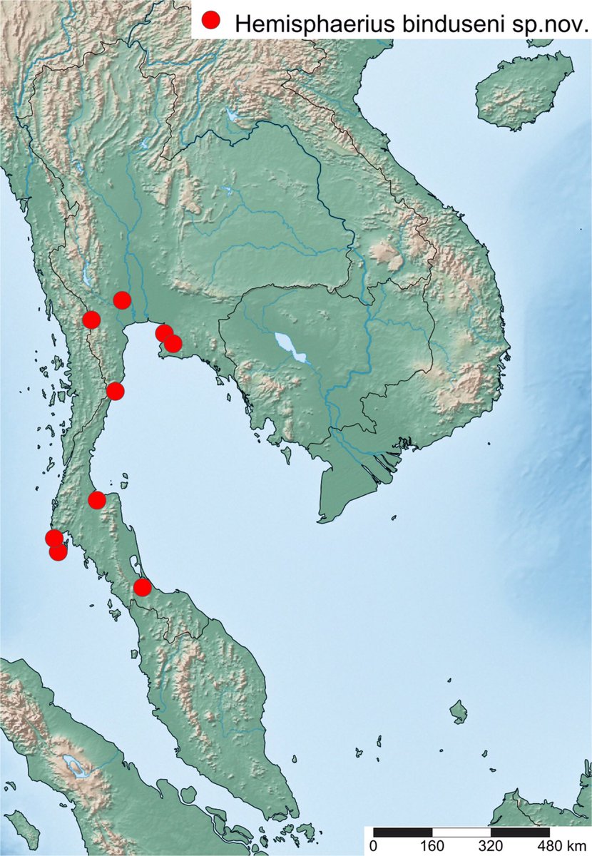 f_najas's tweet photo. NEW SPECIES !! 😃
Glad to annouce that our paper, a new species of planthopper genus Hemisphaerius (Hemiptera: Issidae) from Thailand, is published now!
Full text is available here:
https://t.co/zesNZhu9pq
#issidae #hemiptera #insect #newspecies #entomology #taxonomy https://t.co/vWht8lihGM